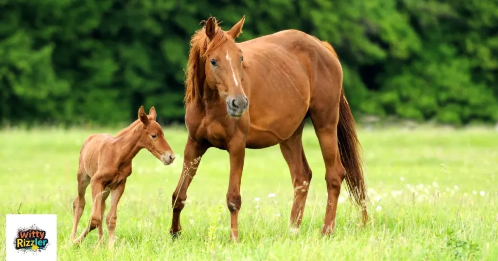 Best Horse Rizz Pick Up Lines