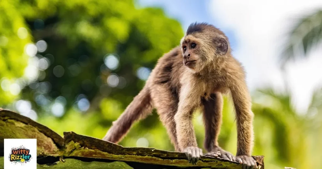 Cute and Sweet Monkey Pick Up Lines