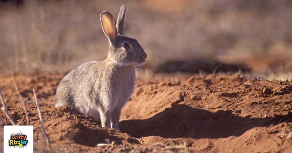 Dirty Rabbit Pick Up Lines