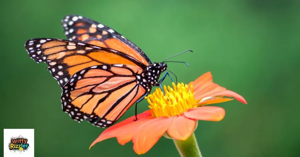 Sarcastic Butterfly Pickup lines