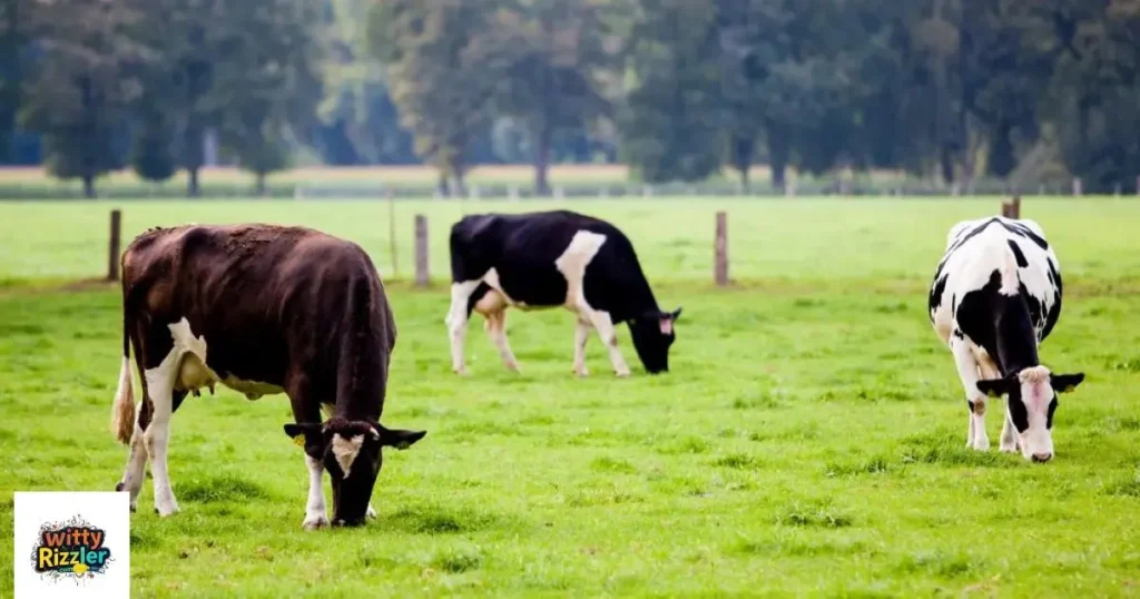 Cow Pick Up And Rizz Lines