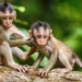 Funny Monkey Pick Up Lines