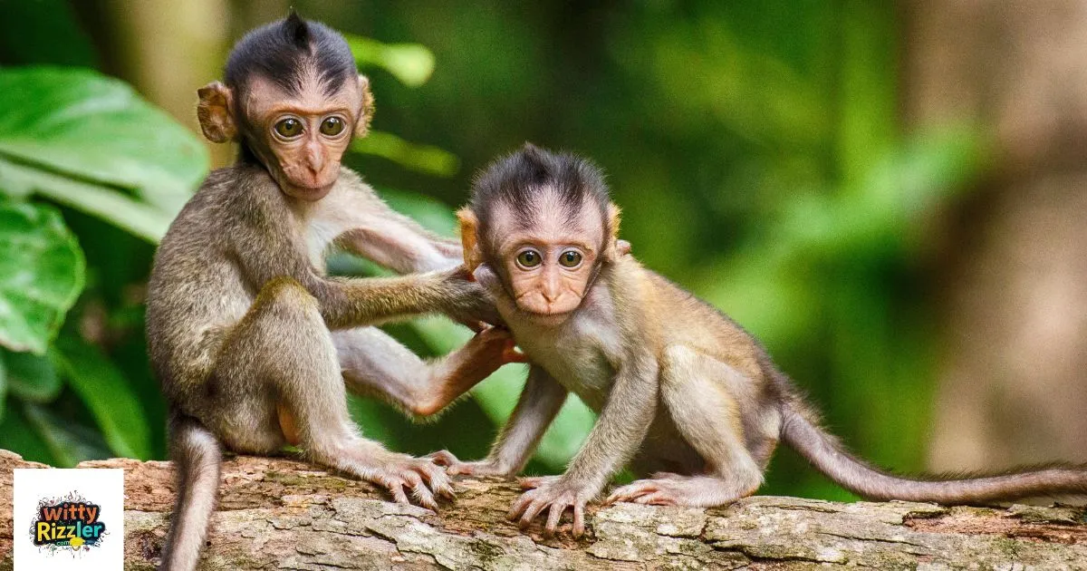 Funny Monkey Pick Up Lines