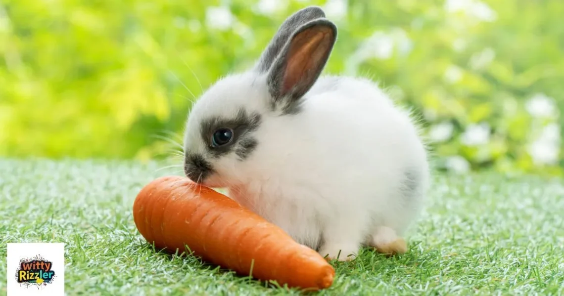 Rabbit Pick Up Lines