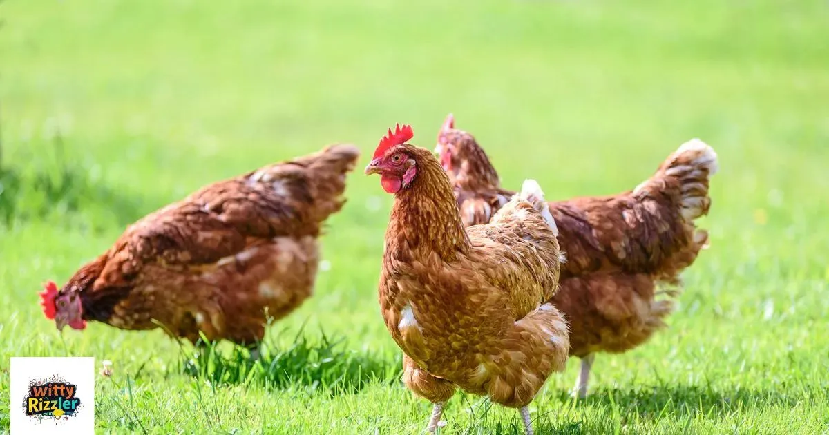 Chicken Pick Up Lines