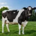 Cow Pick Up Lines