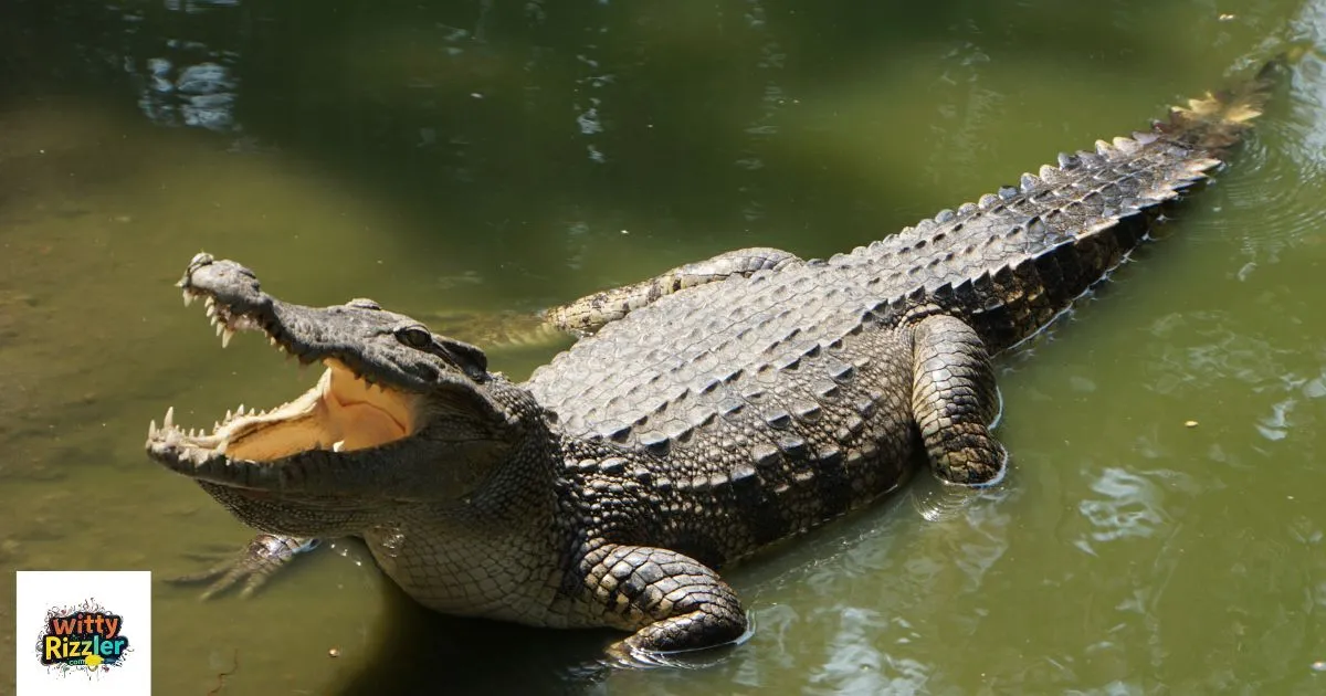 Croc Pick Up Lines
